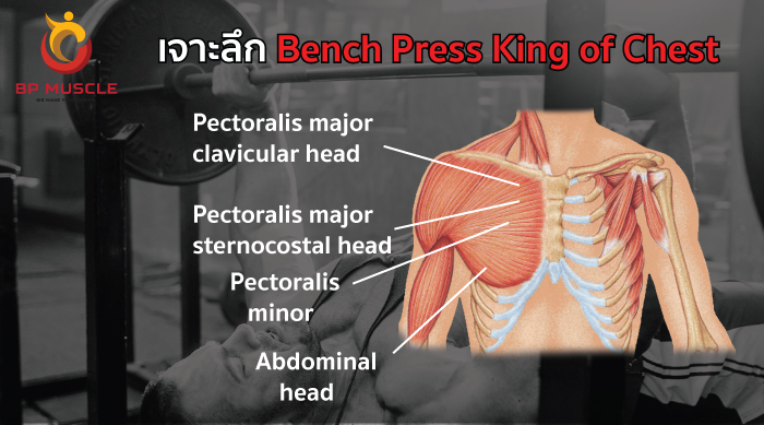 การเล่นท่า Bench press หรือ อกส่วนกลาง *ย้ำที่ถูกต้อง