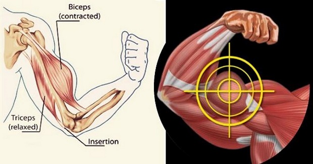 2 เทคนิคเพิ่มกล้ามเนื้อแขนได้ทรงพลังที่สุด